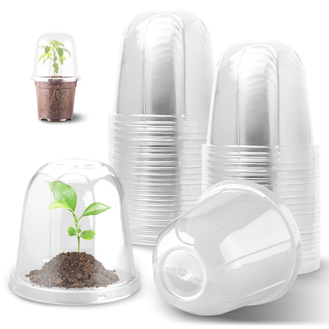 RooTrimmer 6 inch clear humidity dome over seedling pot for controlled humidity