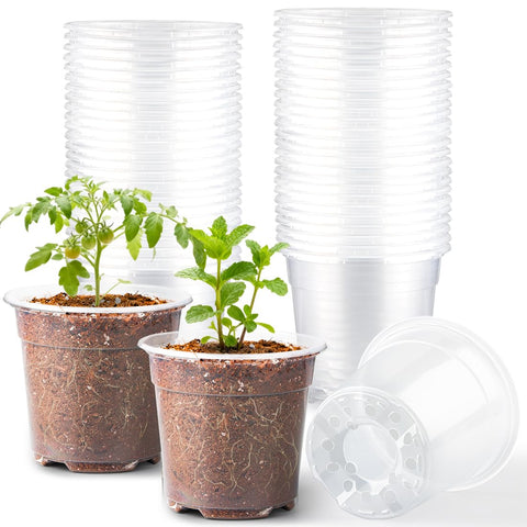RooTrimmer 6-inch clear nursery pot top view showing drainage and visibility.