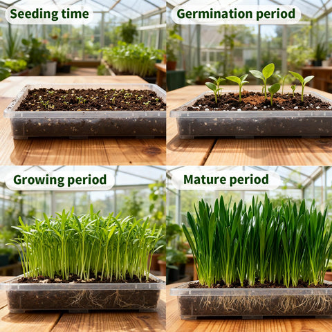 RooTrimmer BPA-free plastic trays close-up, safe for starting seeds.
