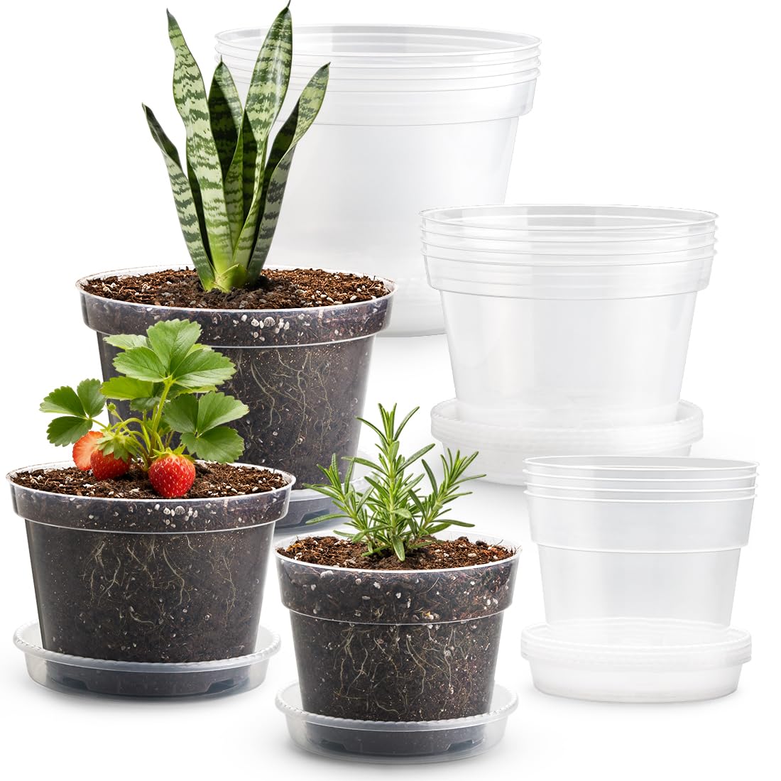 RooTrimmer clear 6-inch nursery pot with drainage, ideal for transplanting