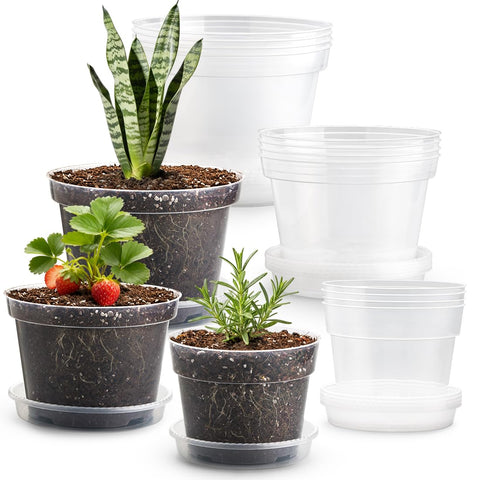 RooTrimmer clear 6-inch nursery pot with drainage, ideal for transplanting