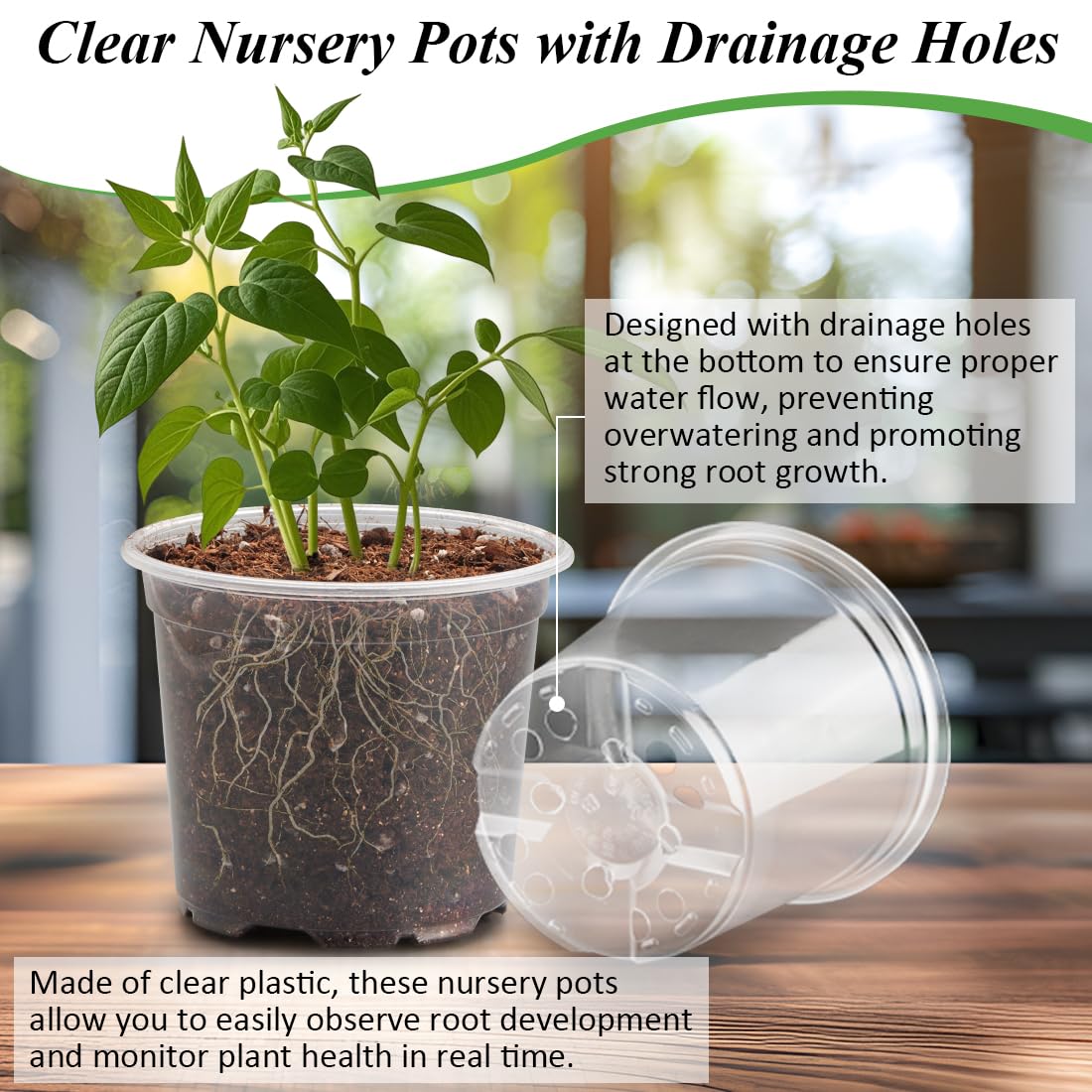 RooTrimmer clear pot with drainage holes supports healthy root drainage.