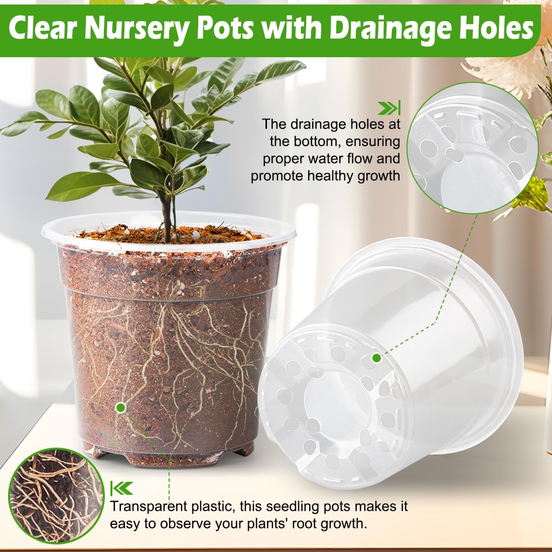RooTrimmer clear pot shows drainage holes for healthy root development.