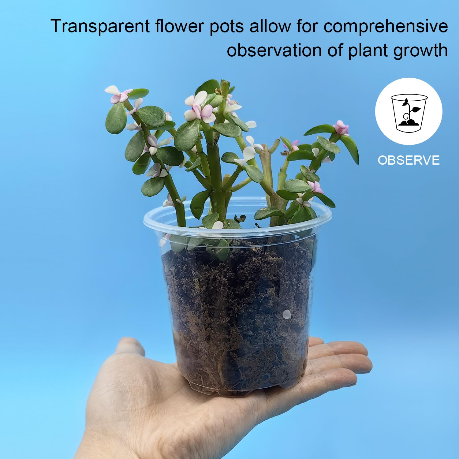 RooTrimmer clear seedling pots top view allows easy germination observation.