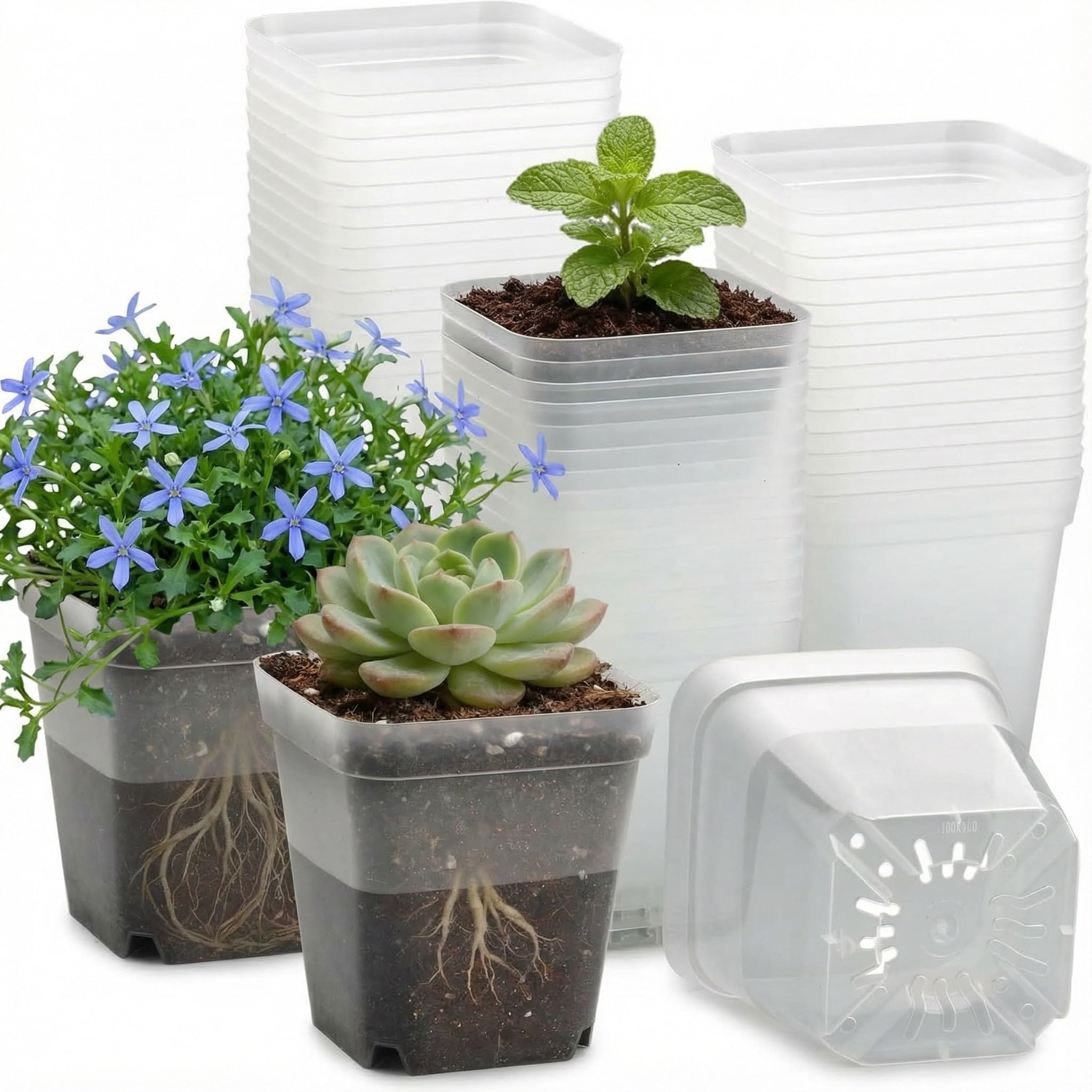 RooTrimmer clear square 4-inch pot with drainage holes for easy moisture monitoring.
