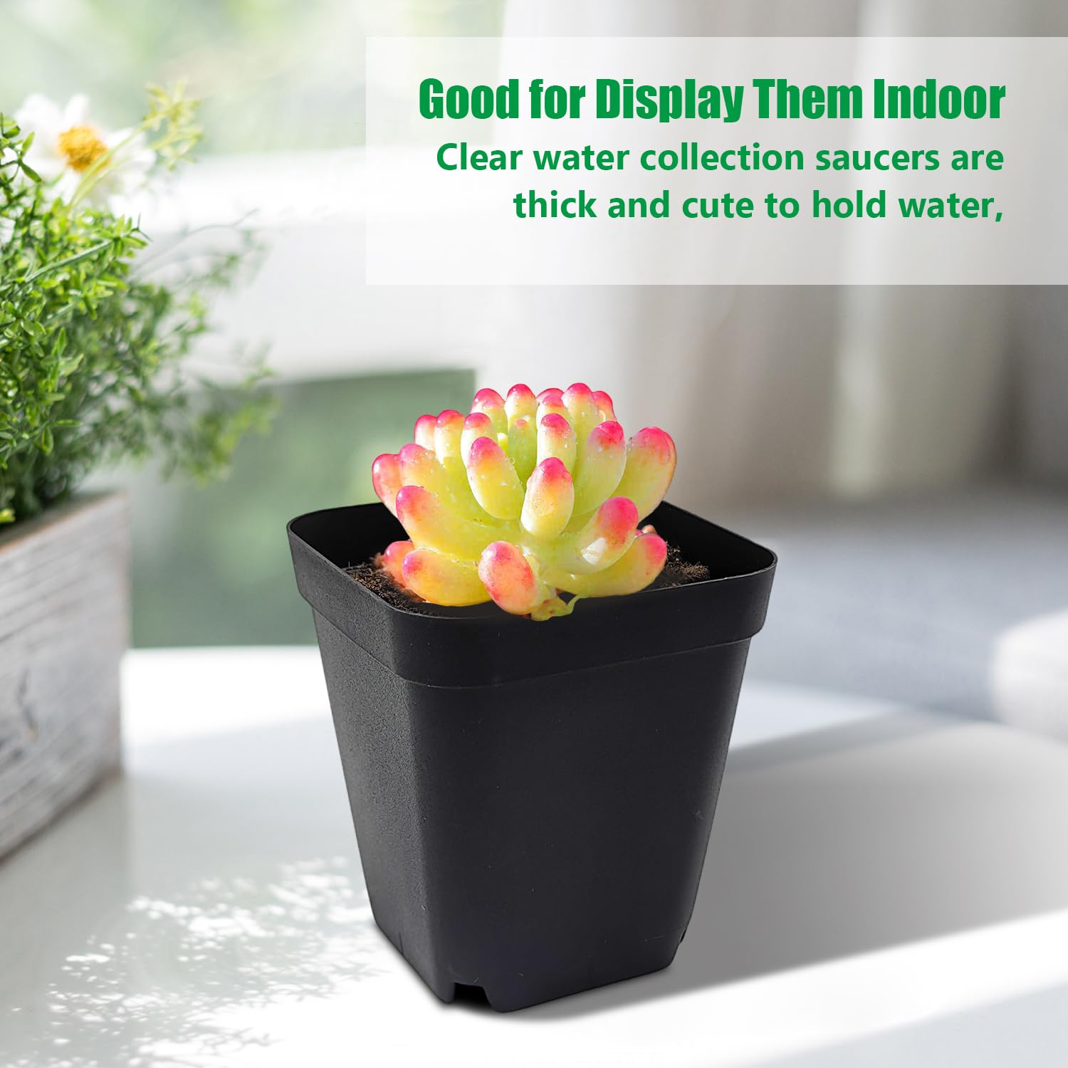 RooTrimmer compact 3in square pot ideal for herbs and microgreens.