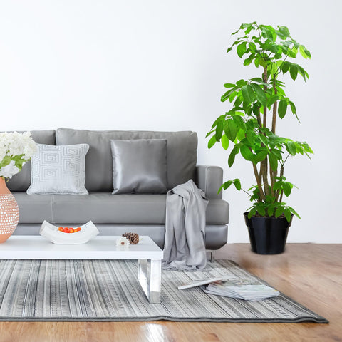 RooTrimmer easy-to-move plant pot suitable for rearranging home gardens.