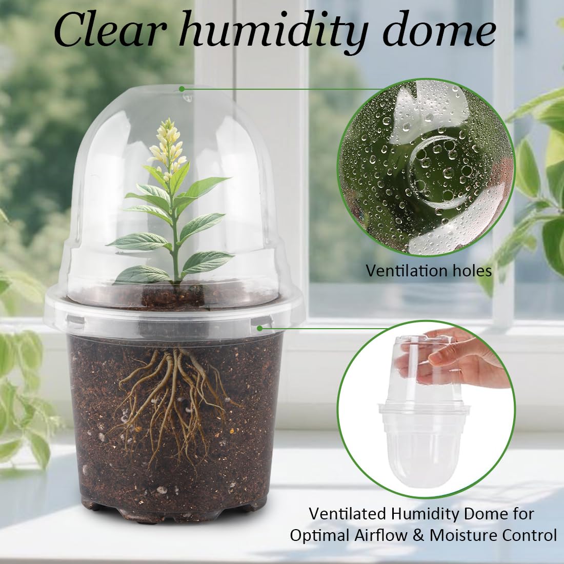 RooTrimmer humidity dome covers the pot to stabilize moisture during germination.