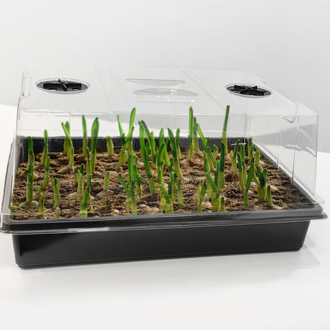 RooTrimmer kit suitable for microgreens and herbs indoors