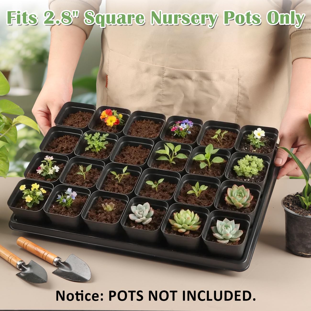 RooTrimmer microgreens start-up in tray demonstrates easy germination setup.