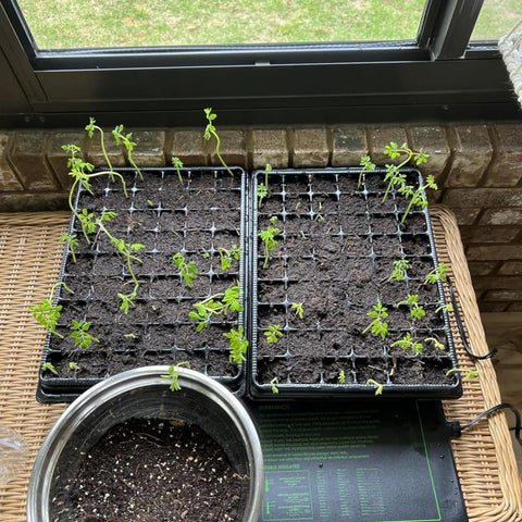 RooTrimmer mini greenhouse kit simplifies reliable seed propagation.
