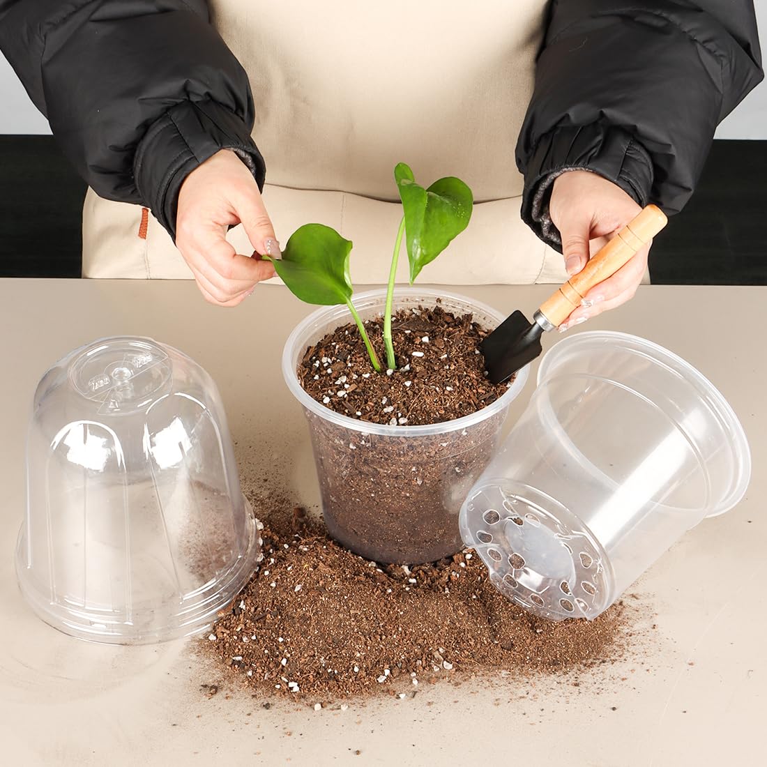 RooTrimmer secure buckle dome fits snugly for stable seedling protection.