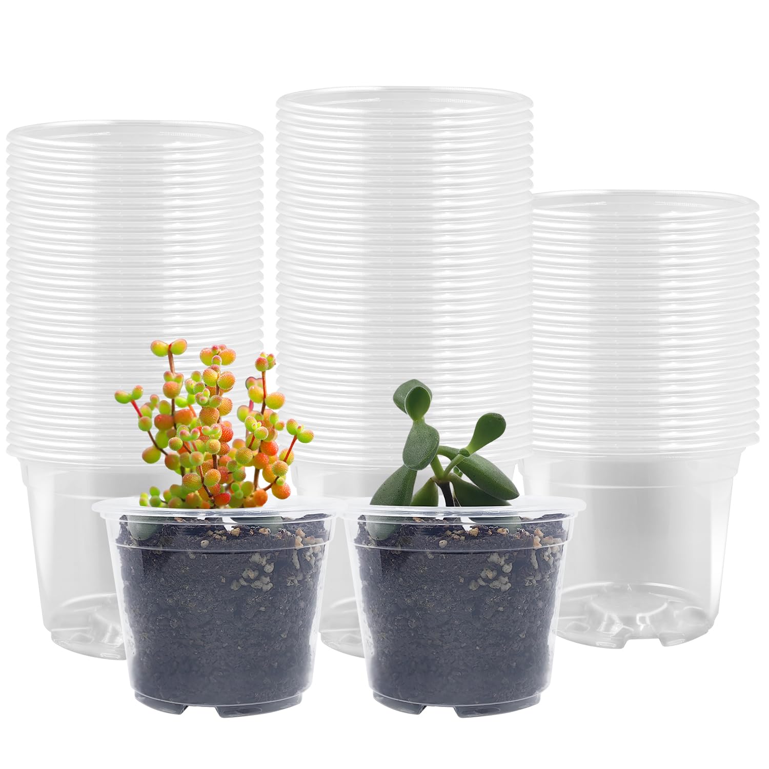 RooTrimmer 2.8-inch clear seed pot for observing germination