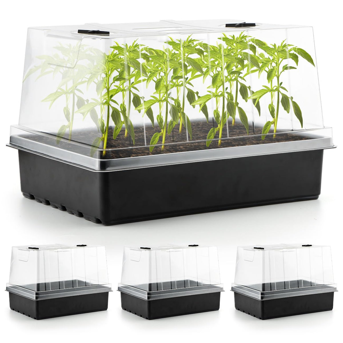 RooTrimmer seed starter trays with 5-inch domes for steady germination