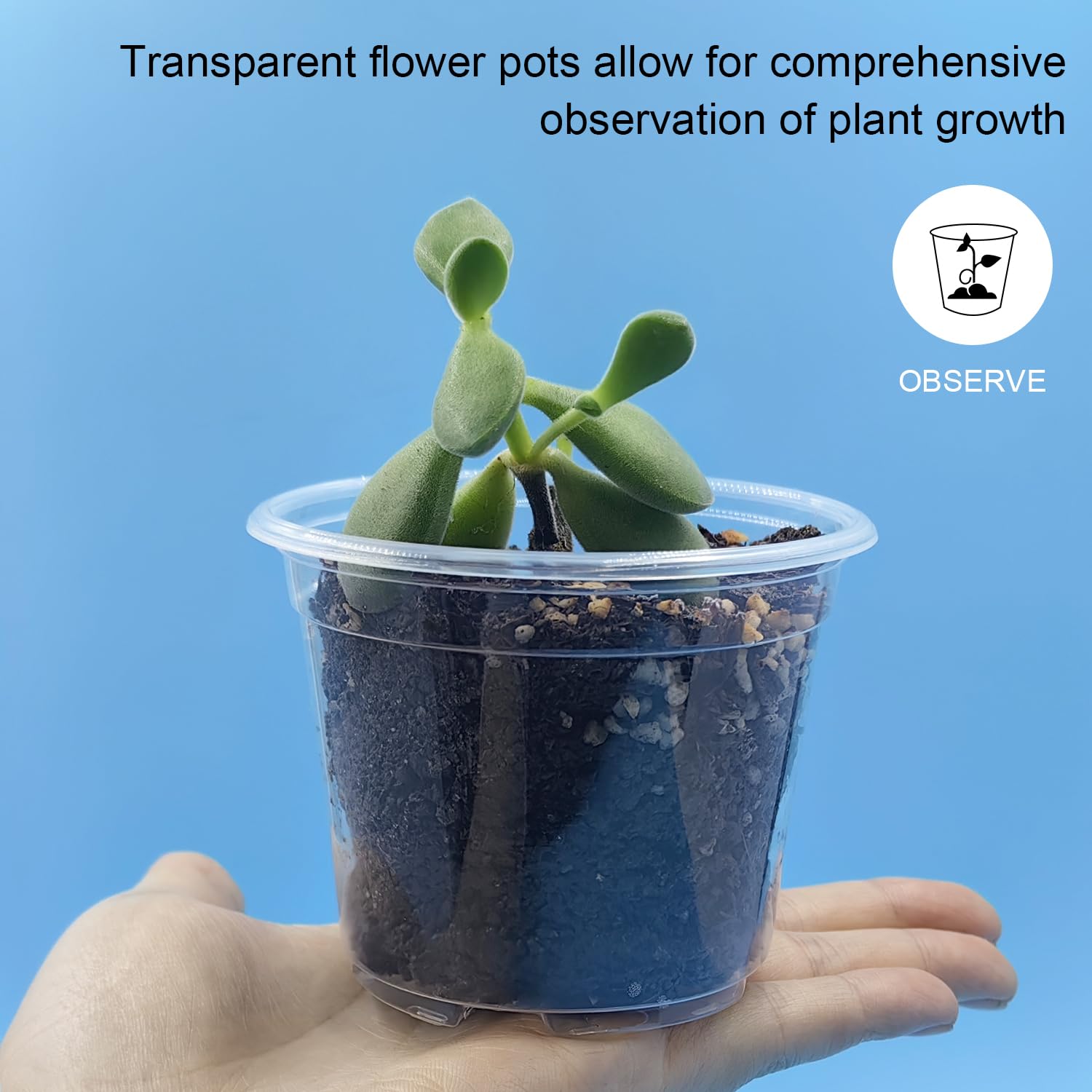 RooTrimmer seedling pot drainage holes close-up supports healthy watering control.