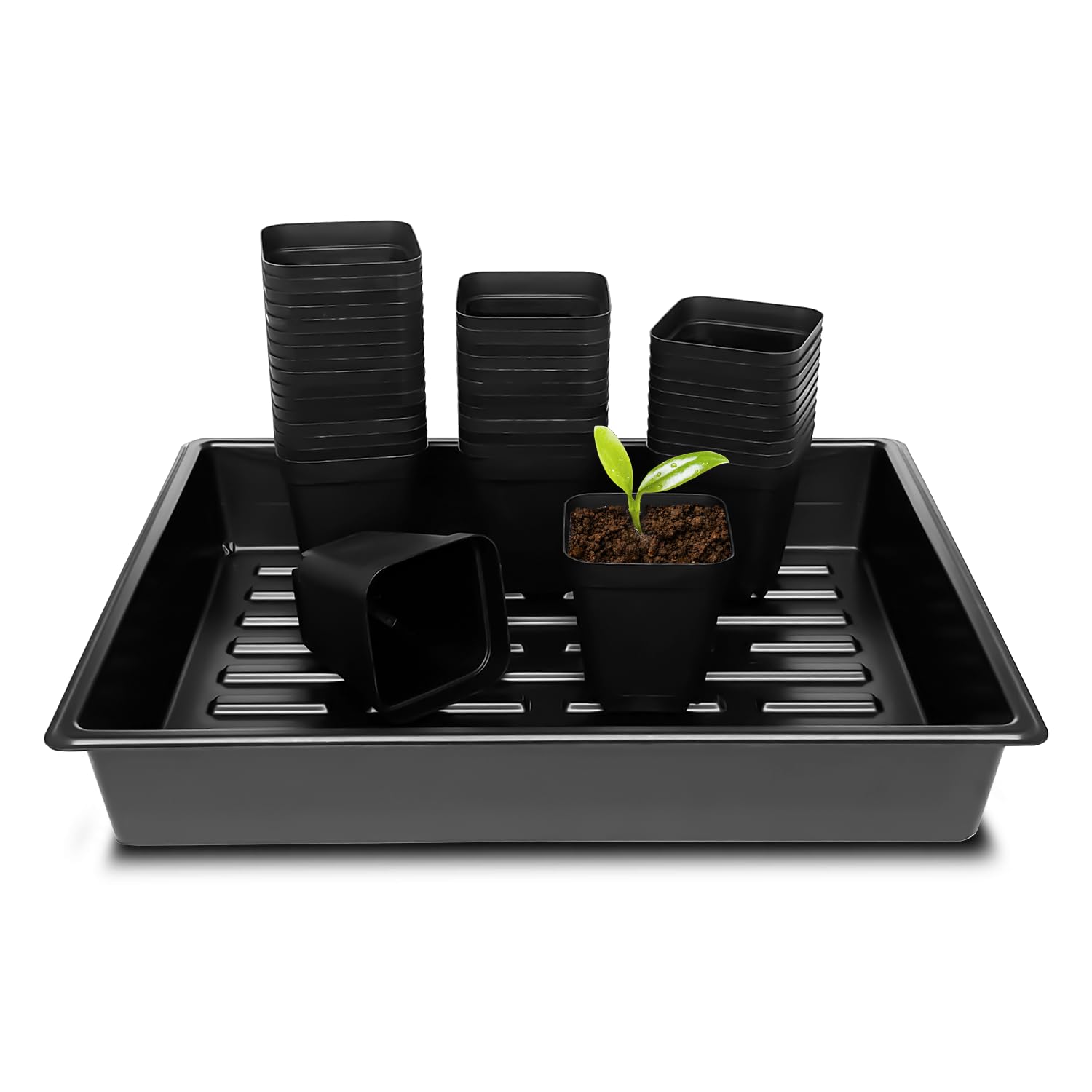 RooTrimmer square pots (3.15 inch) ready for seedling transplanting