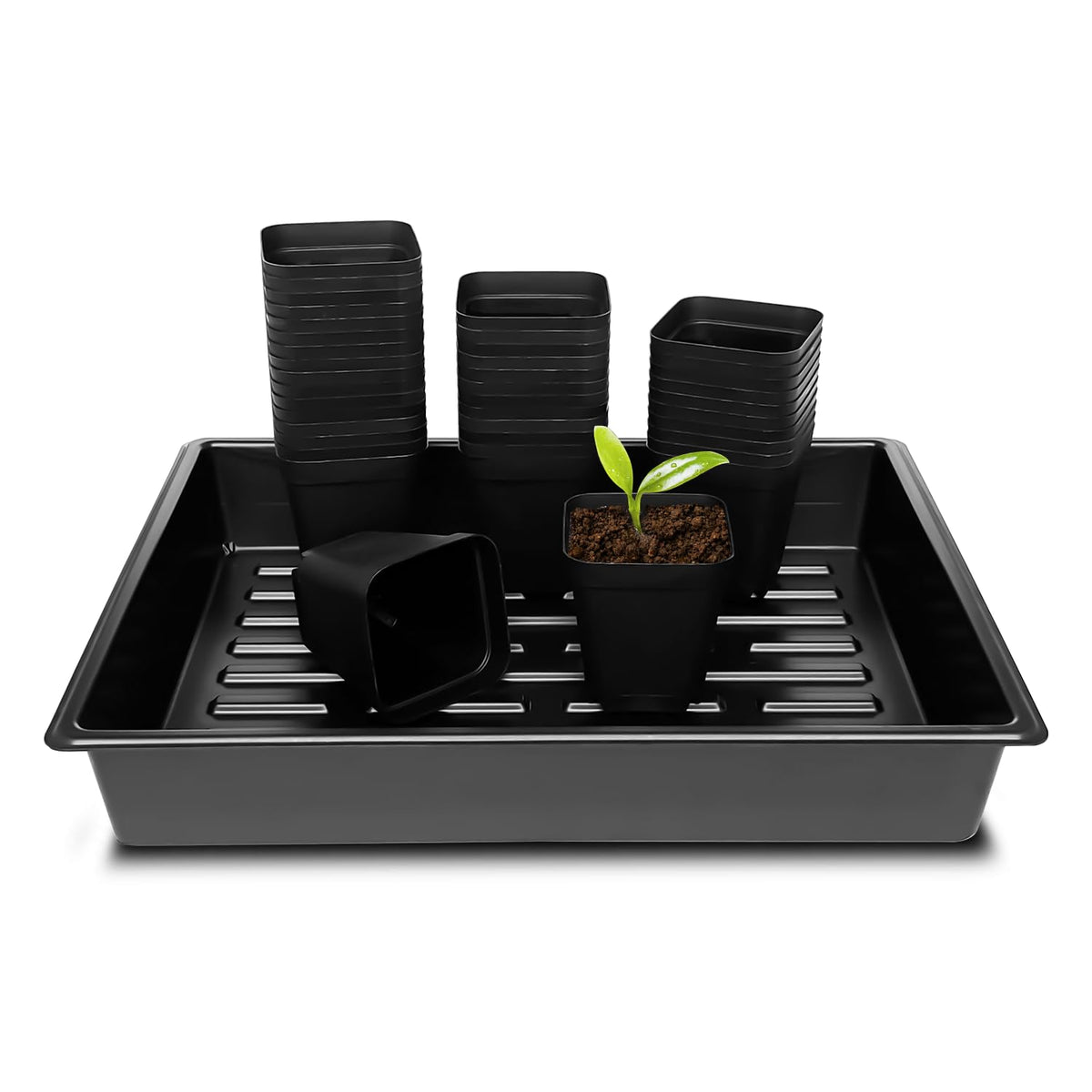 RooTrimmer square pots (3.15 inch) ready for seedling transplanting