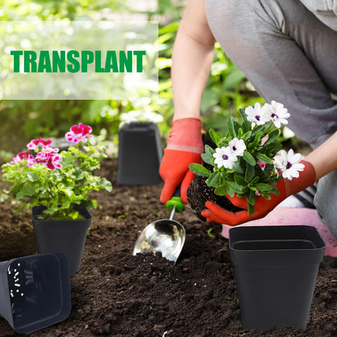 RooTrimmer square pots shown in greenhouse; versatile for seed trays and bulk planting.