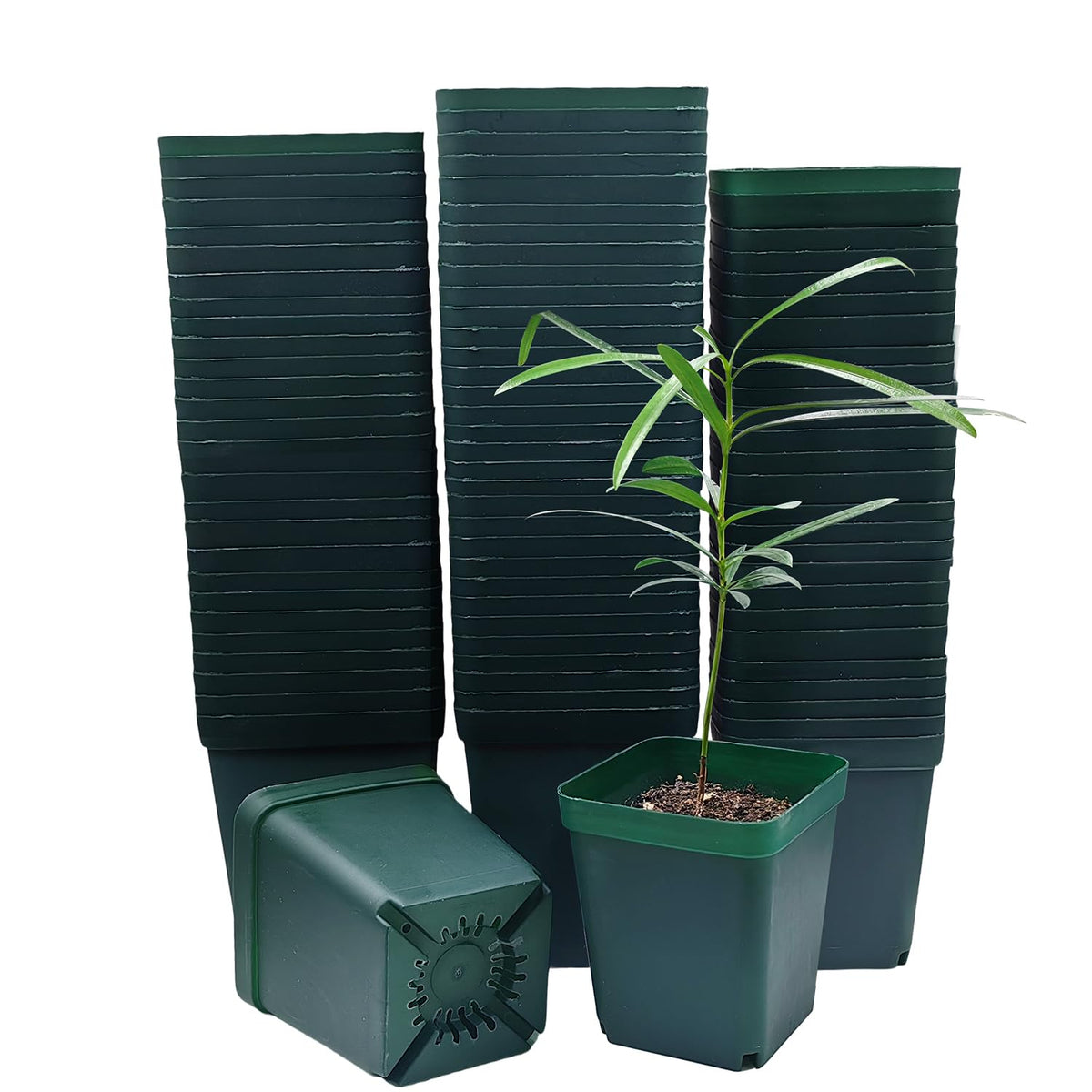 RooTrimmer square seedling pot 3.15 inch top view, ideal for compact starts.