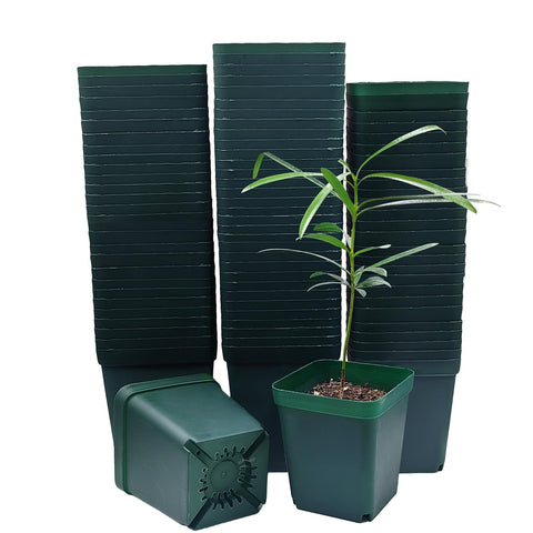 RooTrimmer square seedling pot 3.15 inch top view, ideal for compact starts.