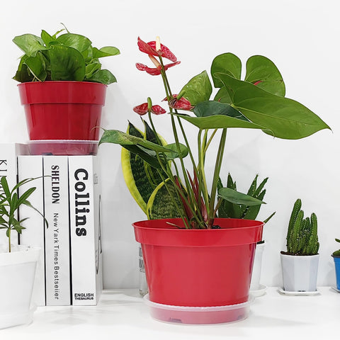 RooTrimmer BPA-free, odor-free nursery pots support healthy plant growth