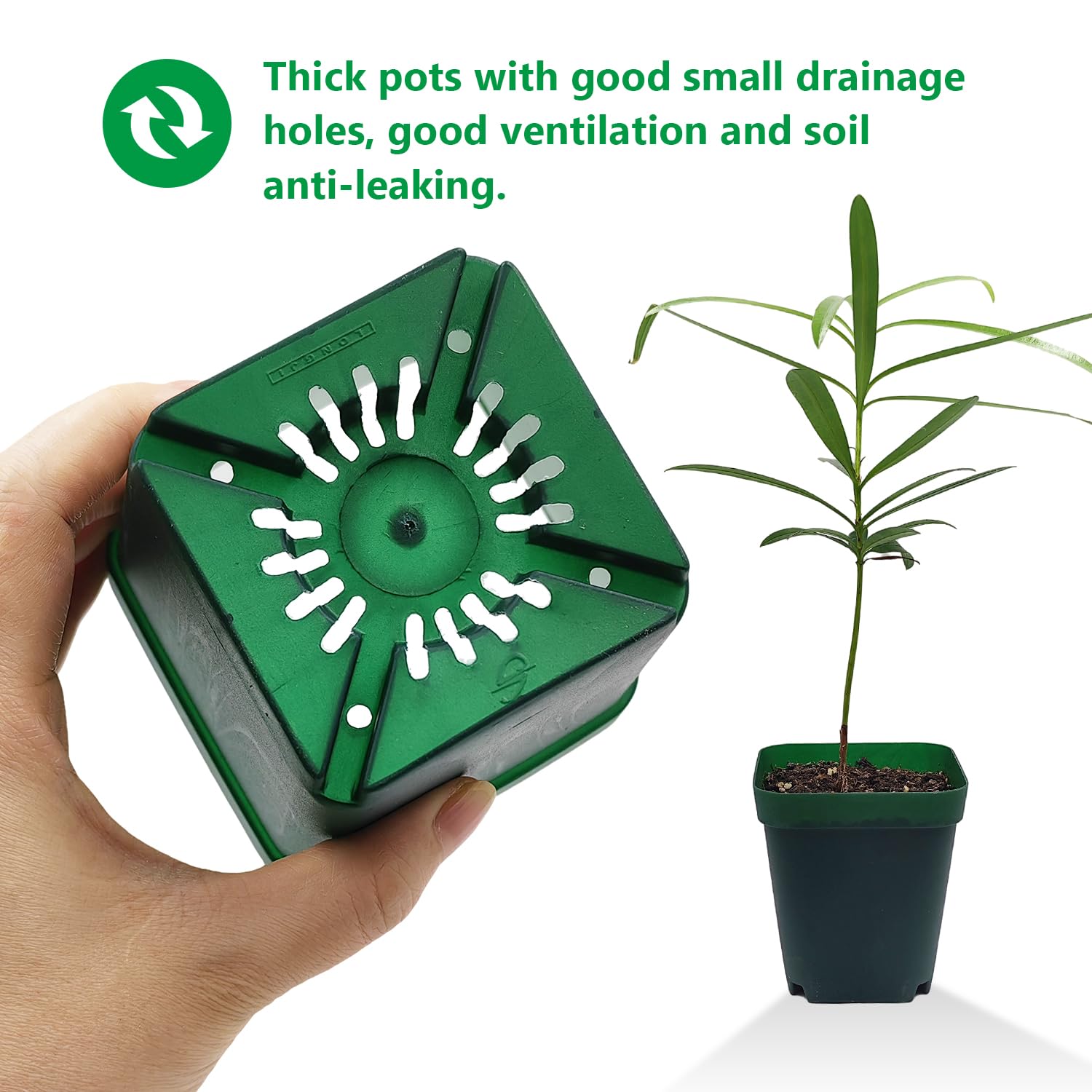 RooTrimmer succulent pots green pack for indoor gardens.