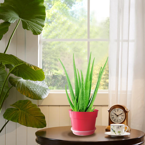 RooTrimmer thick plastic saucers provide durable, reusable water collection for plants