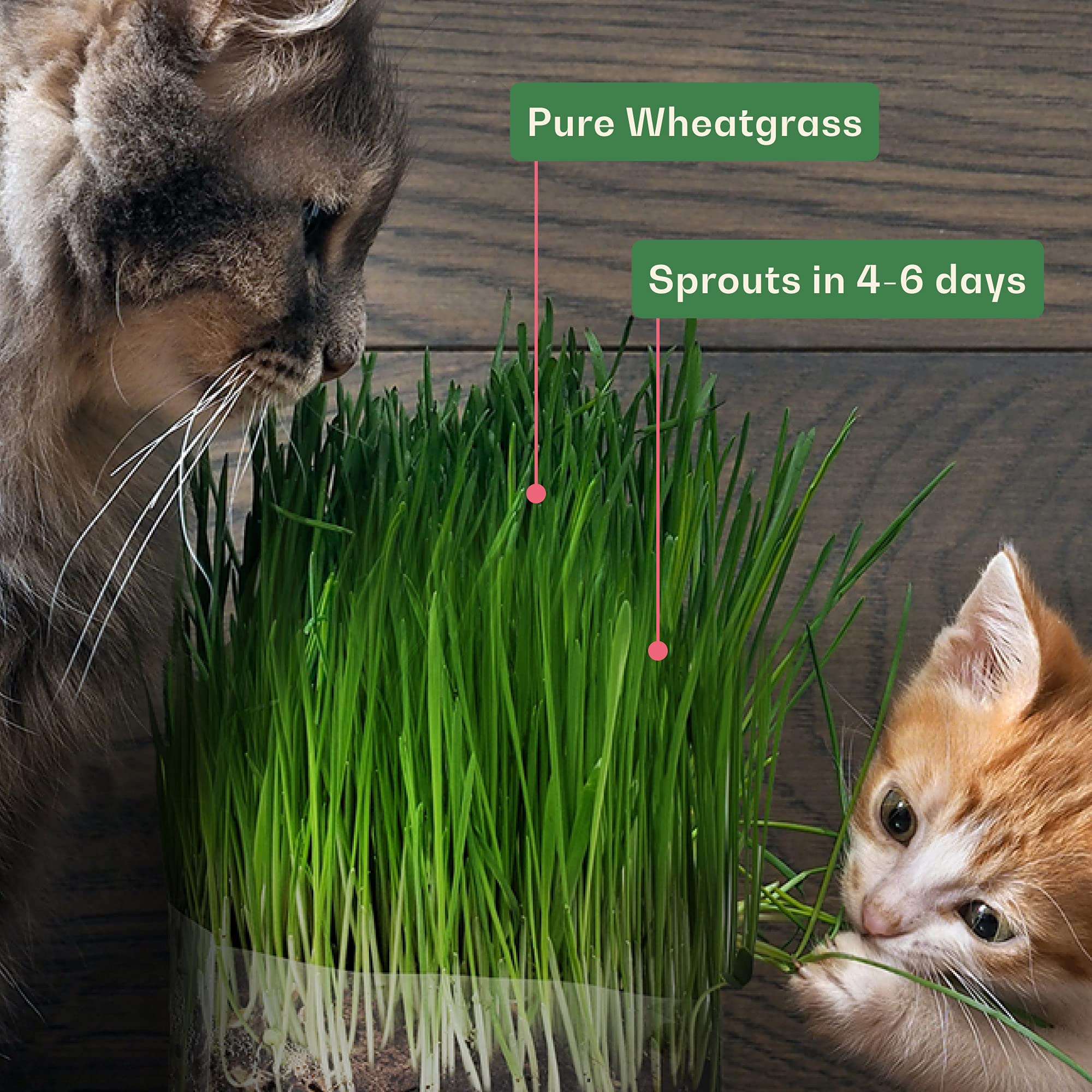Rose and Branch cat grass ready image features fresh indoor greens for pets.