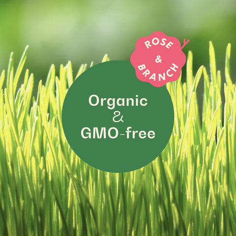 Rose and Branch wheat grass seeds closeup highlights high-quality, organic grain for healthy sprouting.