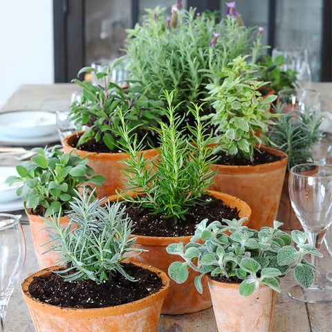Rosemary Seeds container gardening setup, ideal for indoor herb supply