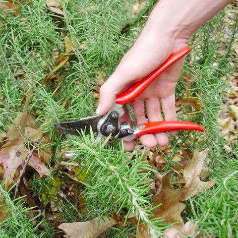 Rosemary Seeds drought-tolerant outdoors, great for low-water gardens
