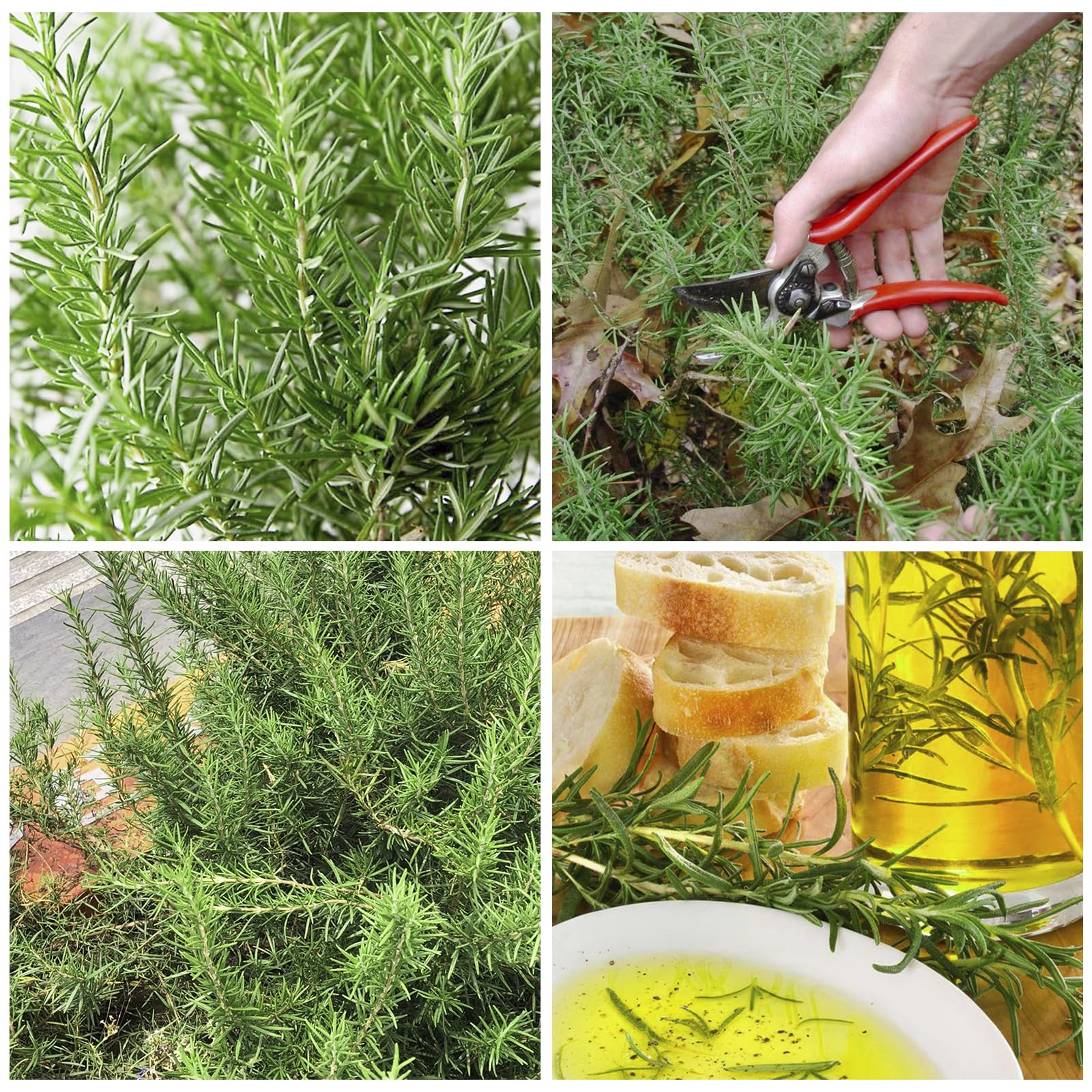 Rosemary Seeds heritage-heirloom variety for timeless flavor in dishes