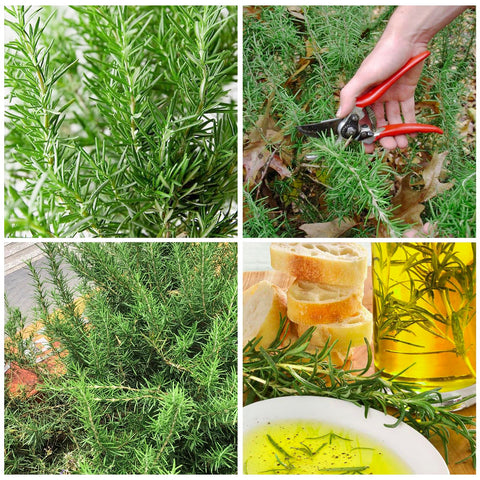 Rosemary Seeds heritage-heirloom variety for timeless flavor in dishes
