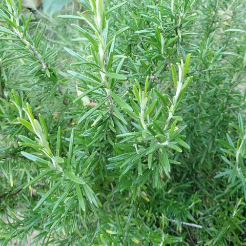 Rosemary Seeds 1000+ close-up for a ready-to-plant herb garden