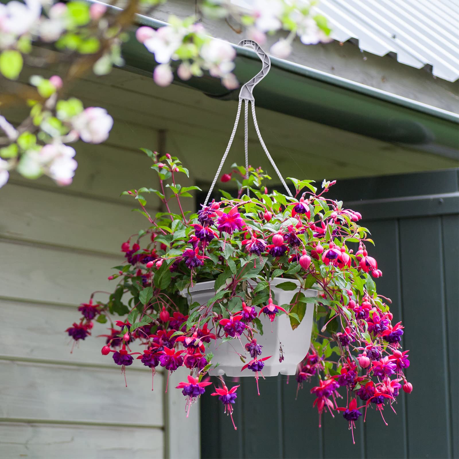 Roshtia planter with drainage holes helps prevent overwatering.