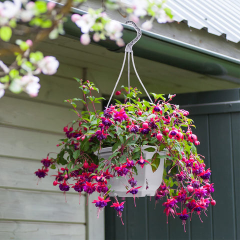Roshtia planter with drainage holes helps prevent overwatering.