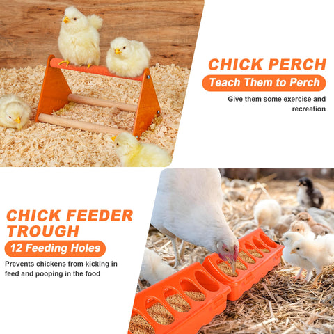 ROSTIUTE chick feeder with perch demonstrates a complete early-care solution.