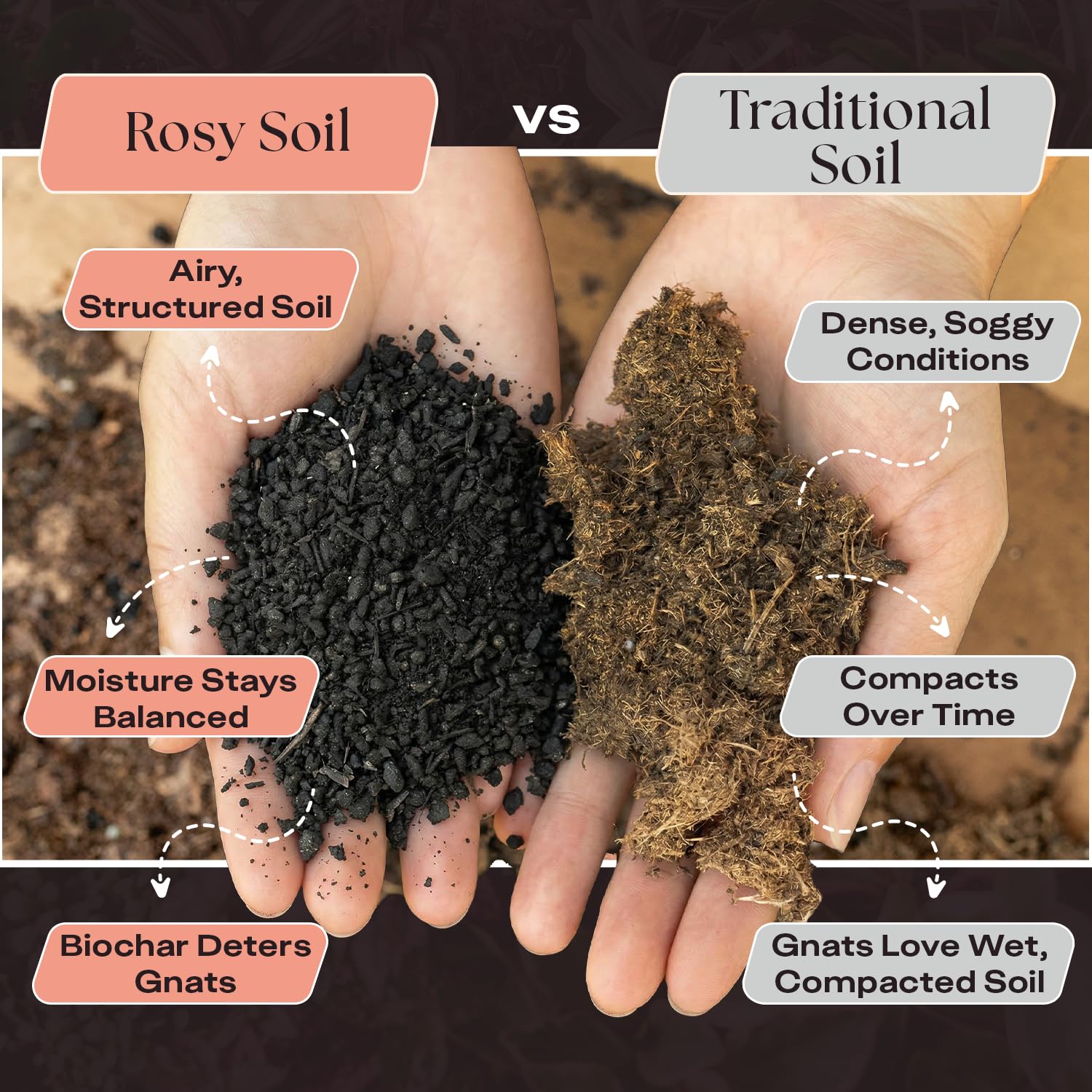 Rosy Soil beneficial-microbes support desert plant growth and thriving terrariums.