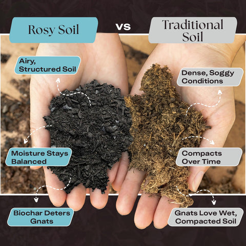 Rosy Soil foliage-plants-care promotes fuller leaves and steady growth.