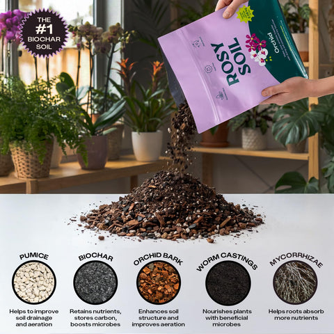 Rosy Soil Orchid Potting Mix with microbes promotes healthy orchid root systems