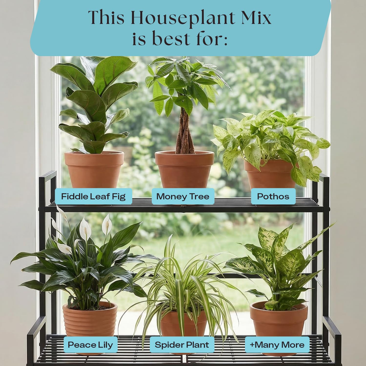 Rosy Soil 8-quart bag serves multiple indoor plants.