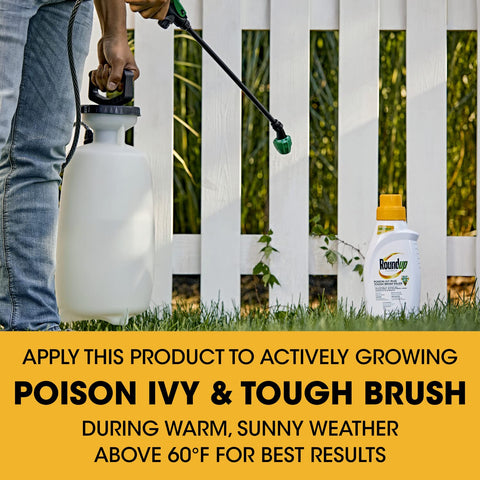 Roundup Concentrate weeds wilting within 24 hours after application.