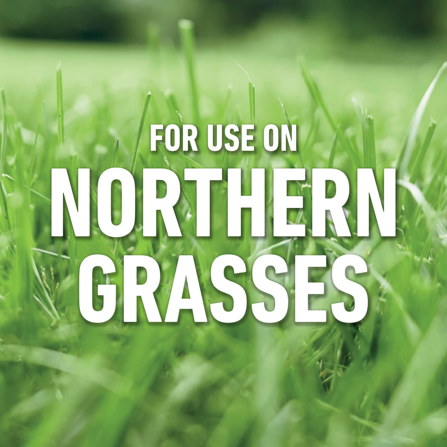 Roundup For Lawns₁ compatible with Kentucky Bluegrass and other northern grasses.