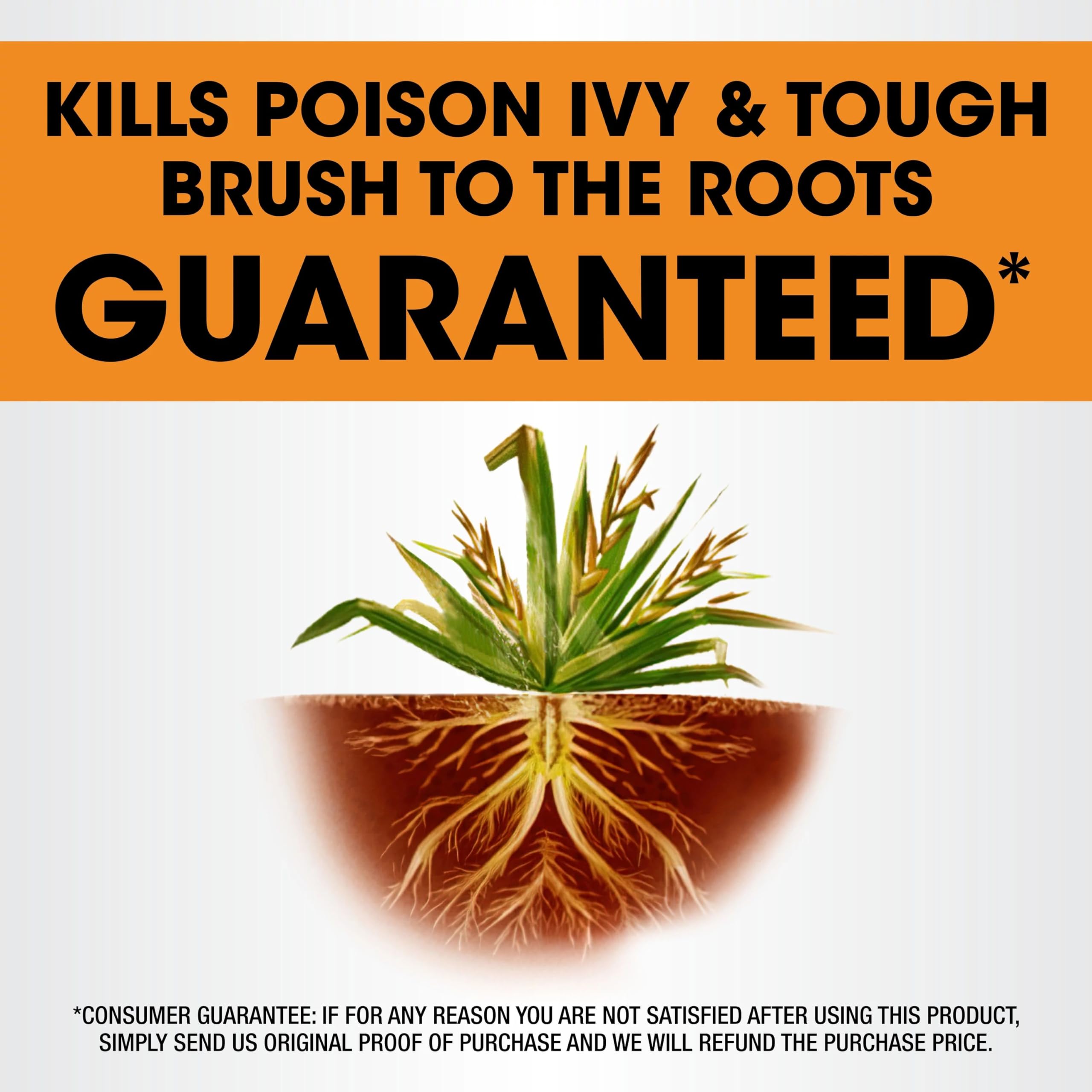 Vines on a tree treated with Roundup Poison Ivy Plus Tough Brush Killer2.