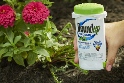 Roundup Precision Gel reaches weed roots for effective control