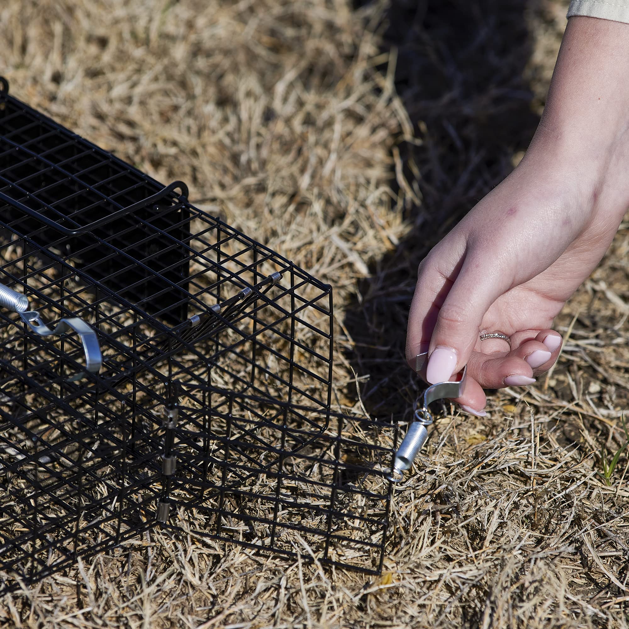 Rugged Ranch Chipmunkinator trap entry area shows high capacity for chipmunks
