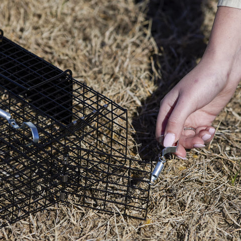 Rugged Ranch Chipmunkinator trap entry area shows high capacity for chipmunks