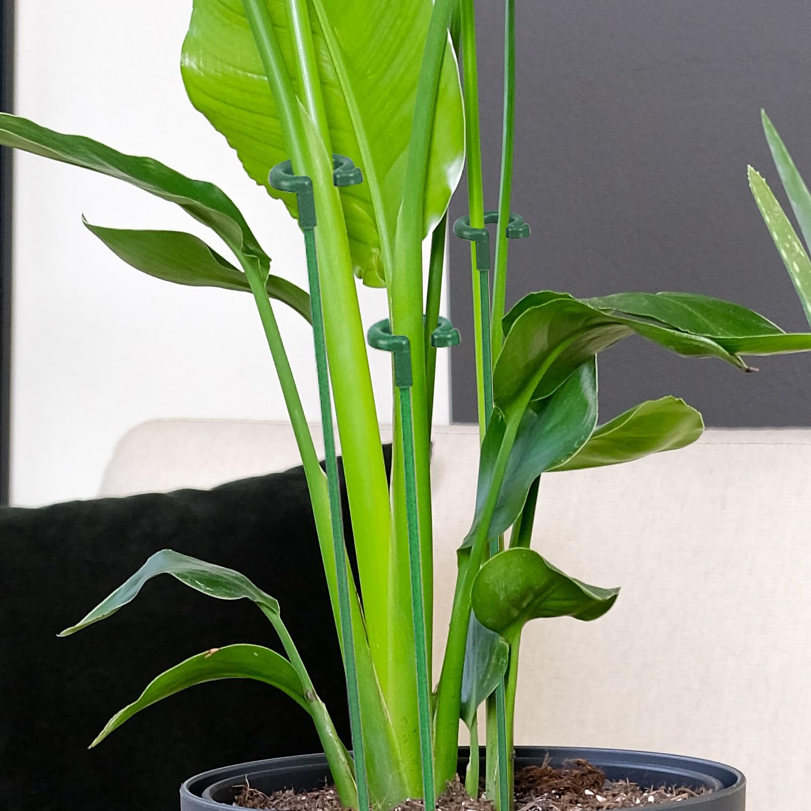 Ruksifg rose and orchid support keeps blooms upright