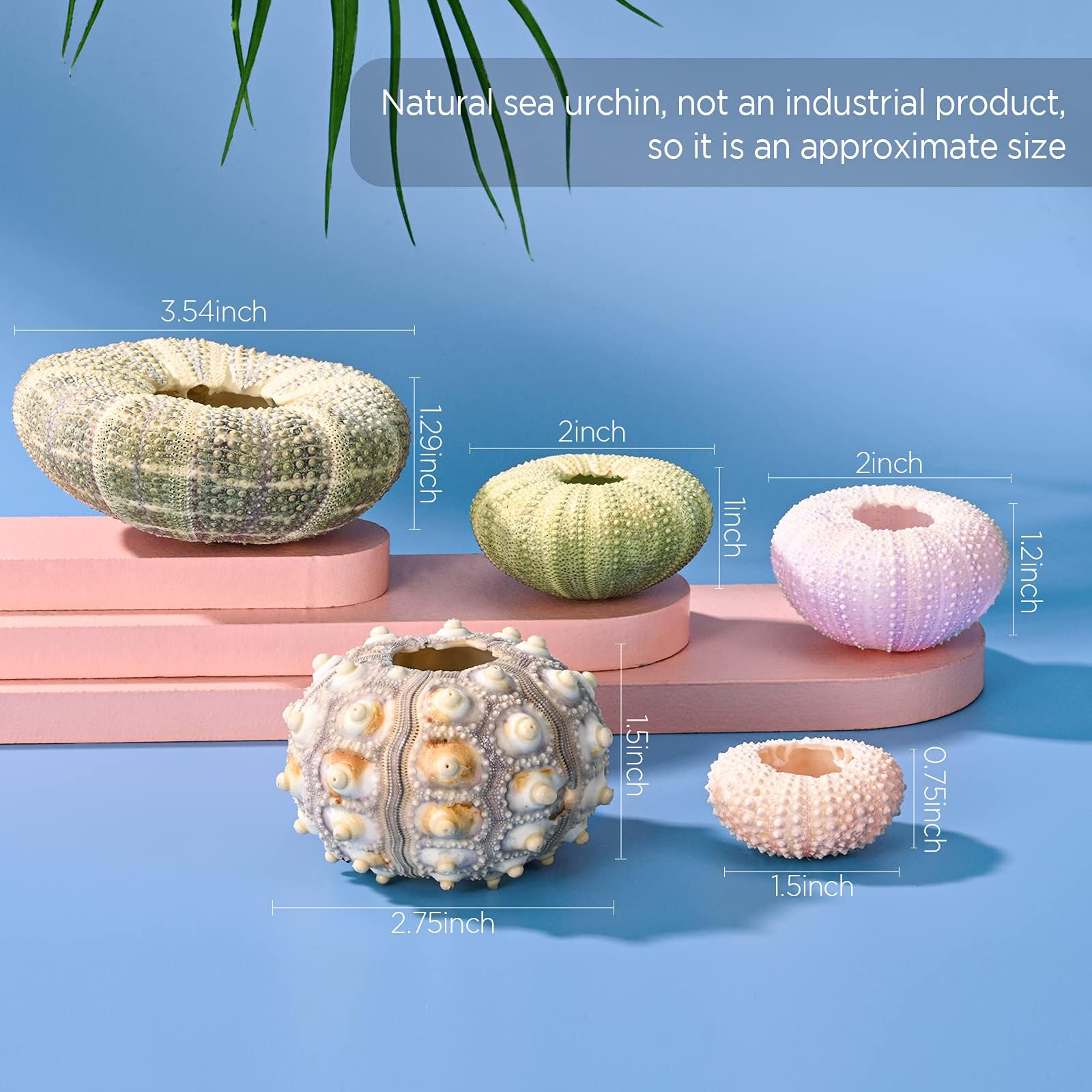 RUMIA desk or window sea urchin display ready to elevate decor