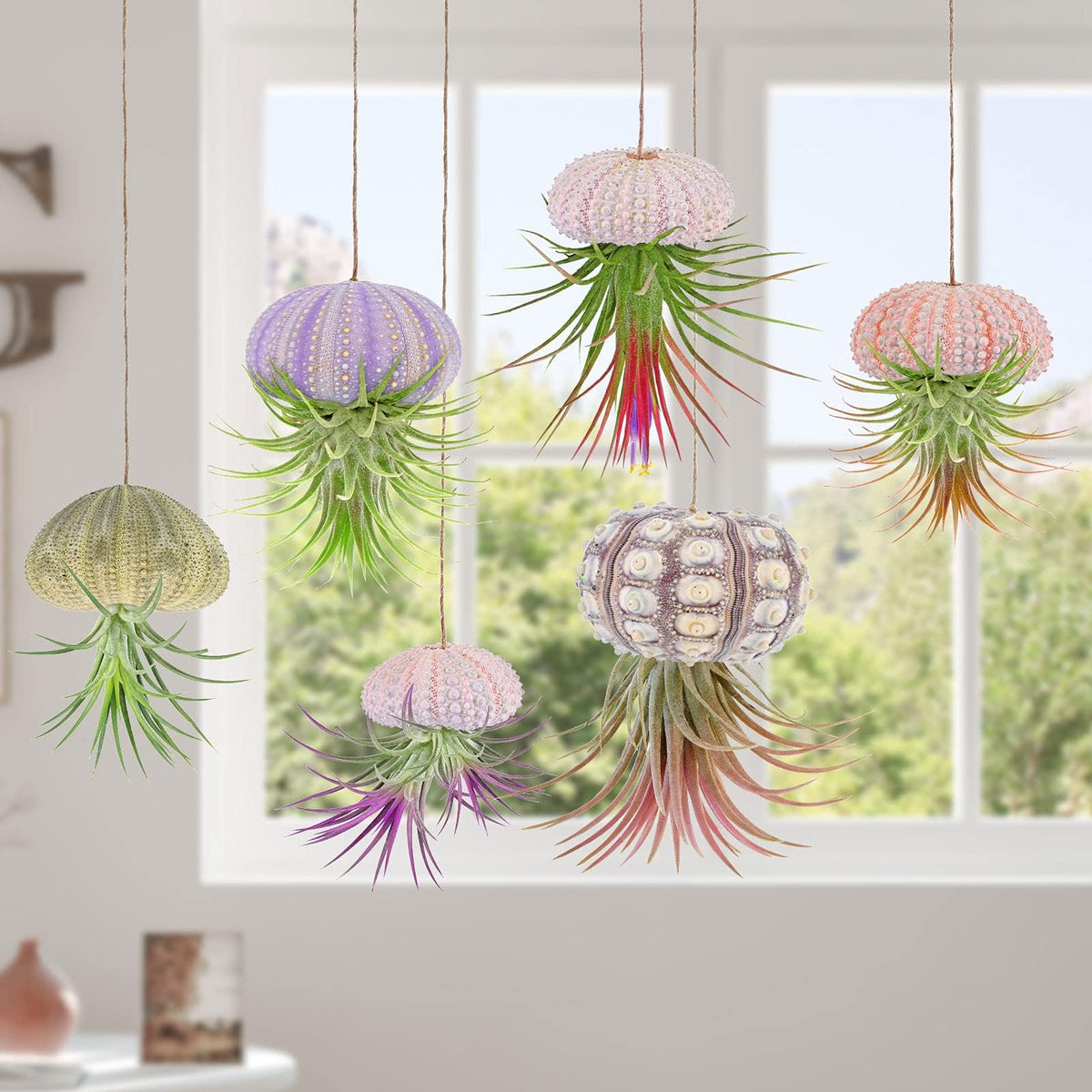 RUMIA sea urchin shell hanging pot pink for stylish air plant display at home or desk